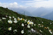 27 Camedrio alpino (Dryas octopetala)